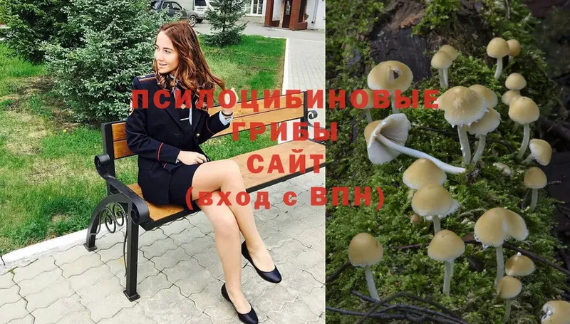 omg как войти  Брянск  Галлюциногенные грибы Psilocybe  купить закладку 